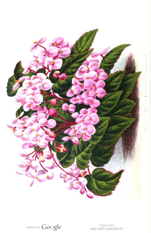 B. ‘Perle Lorraine’